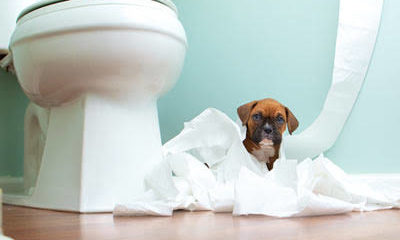 How to teach an adult dog where to go to the bathroom