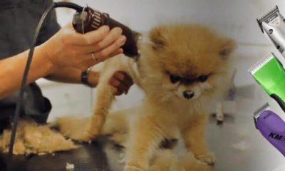 How to choose the best hair clippers for dogs.