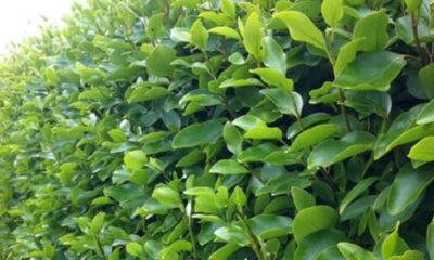 Griselinia Hedging – The King Of All Hedges