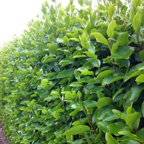 Griselinia Hedging – The King Of All Hedges