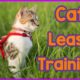 6 Tricks to take your cat for a walk with a leash that is worth knowing