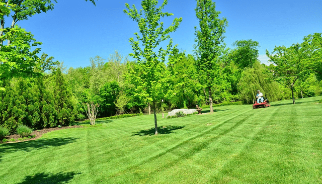 How to properly care for your lawn