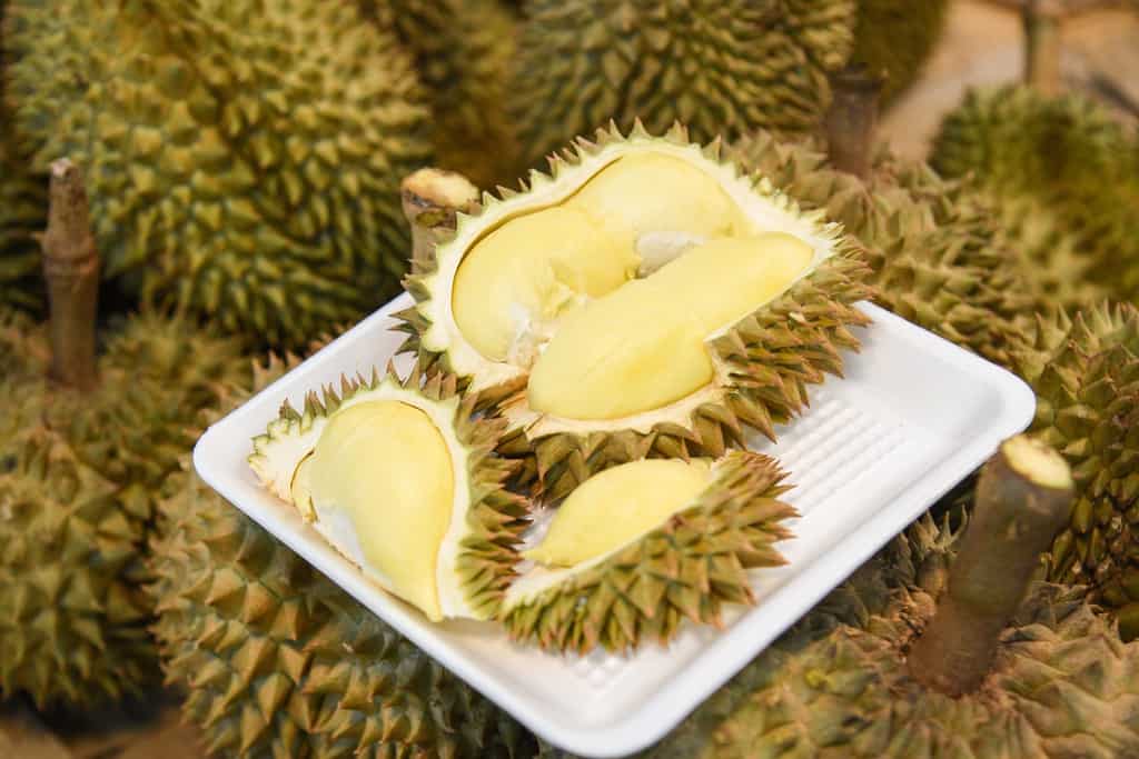 Most Famous Durian