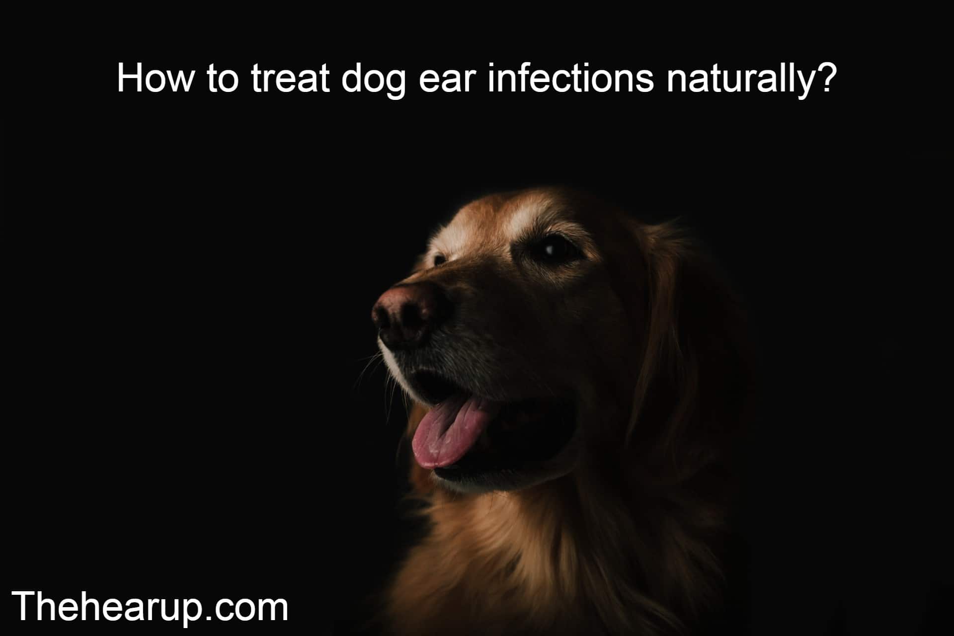 How to treat dog ear infections naturally