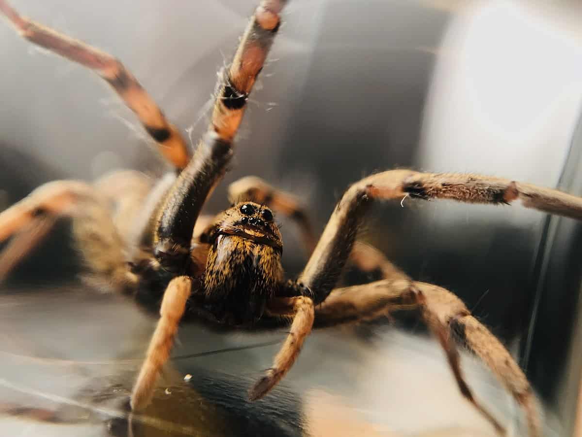 House Spiders: How to Control the Spread
