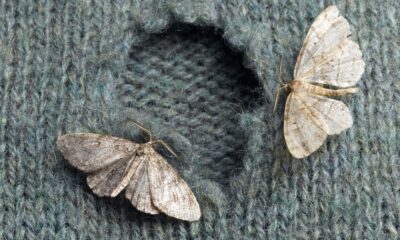 What is the best way to get rid of carpet moths?