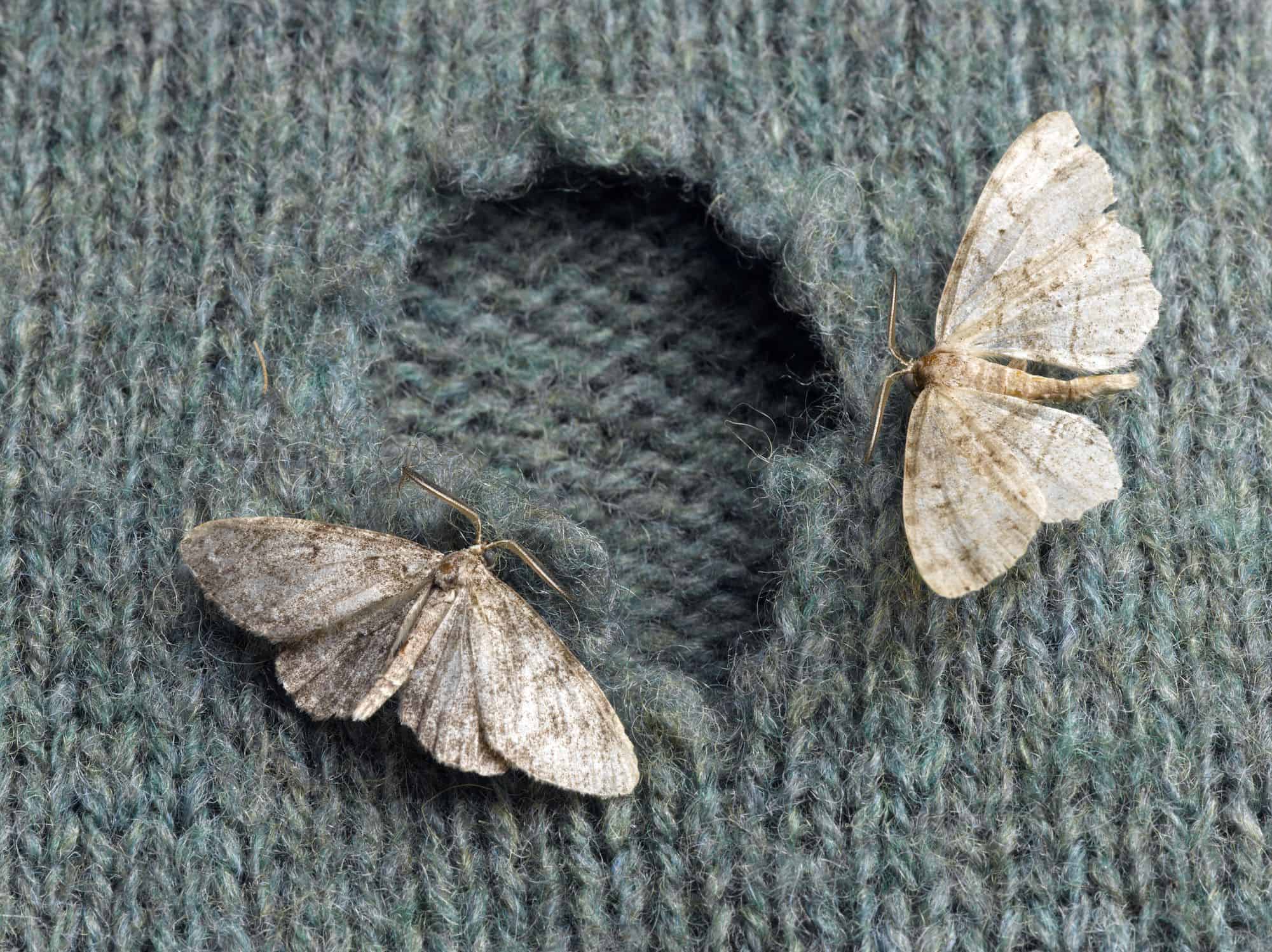 What is the best way to get rid of carpet moths?
