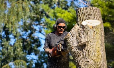 Types of Tree Service Available