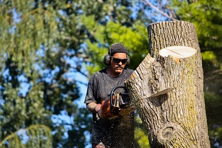 Types of Tree Service Available