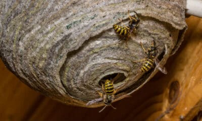 How to get rid of wasps nests