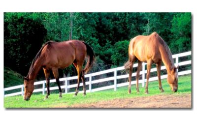 Horse Retirement Farm for Your Favorite Equestrian