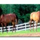 Horse Retirement Farm for Your Favorite Equestrian
