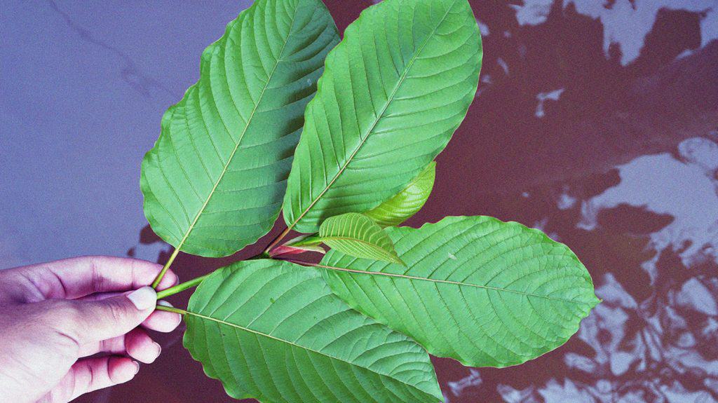 6 Unmatched Benefits of Kratom in Colorado