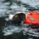 What to consider when buying a life jacket for your dog