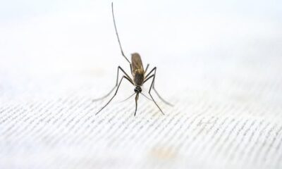 What Is Malaria?