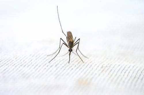 What Is Malaria?