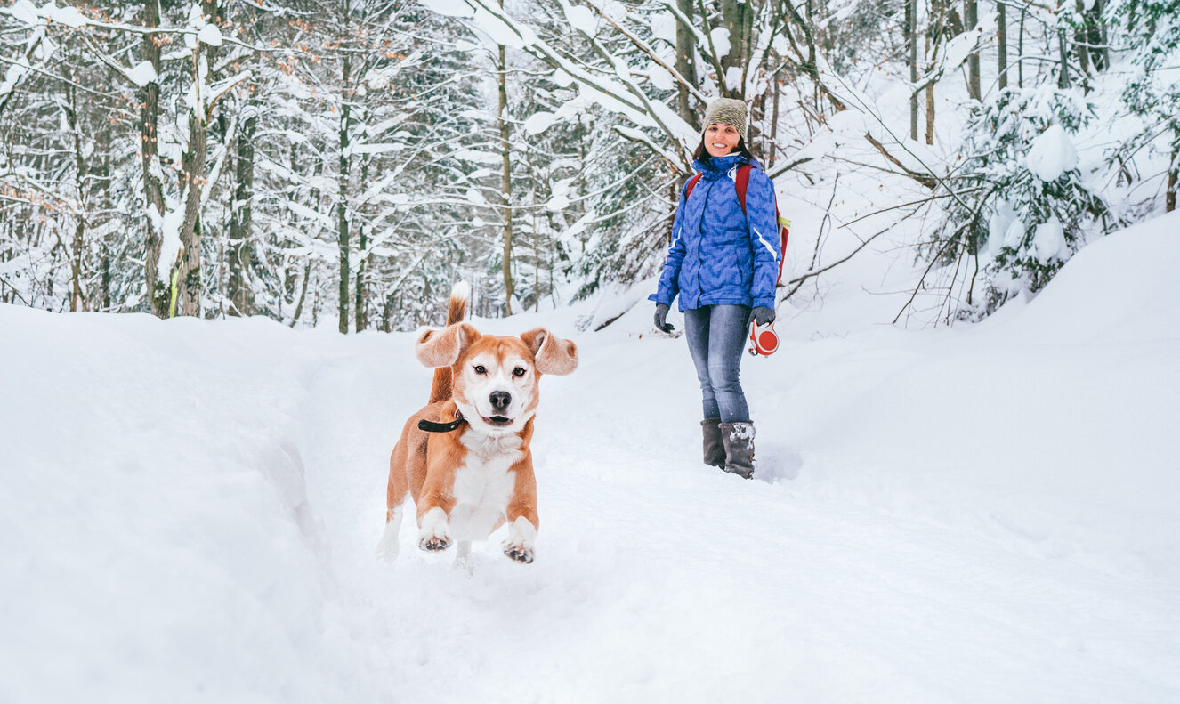 4 Helpful Safety Tips for Walking Your Dog in the Snow