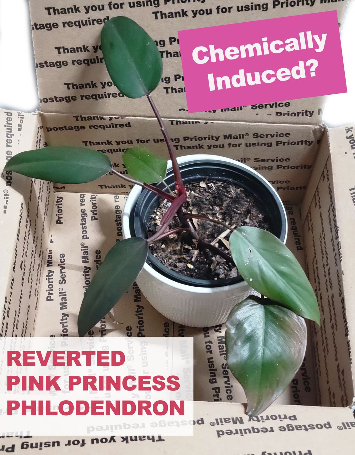 Why Pink Princess Philodendron is Likely a Chemically Induced Plant