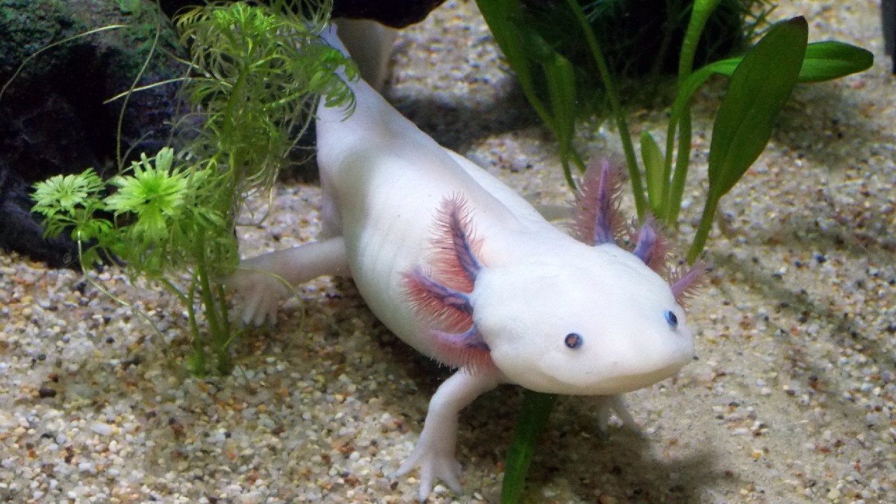 Axolotl for Sale: Finding the Right Axolotl for You