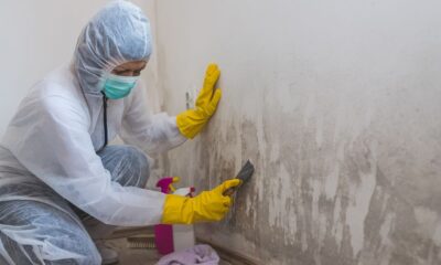 5 Things You Must Consider When Choosing The Right Mould Removal Service