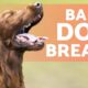 What Can I Do To Treat My Dog's Stinky Breath? Reasons & Treatment