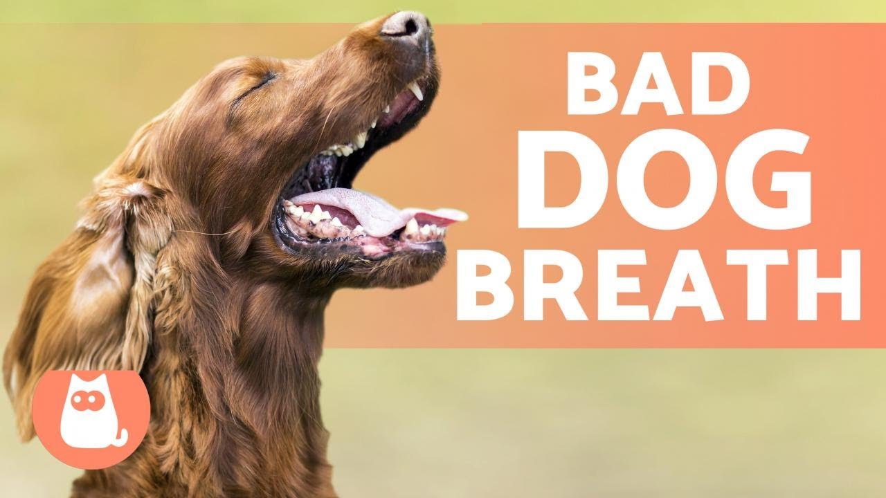 What Can I Do To Treat My Dog's Stinky Breath? Reasons & Treatment
