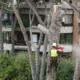 How To Prepare A Commercial Property For Tree Removal