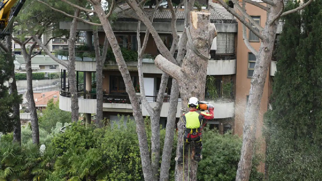 How To Prepare A Commercial Property For Tree Removal