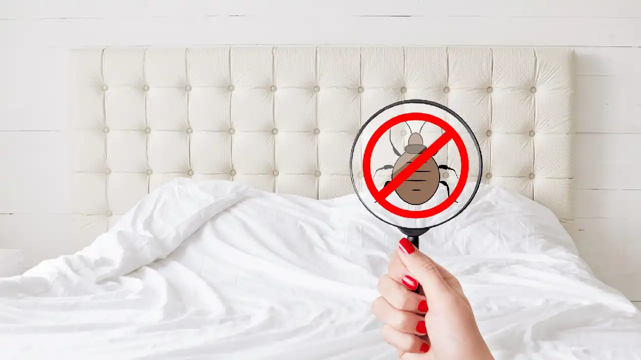 What Are the First Signs of Bed Bugs, and Can You Prevent Them?