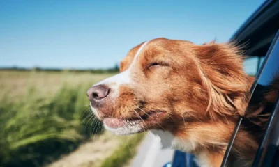 The 7 Best Dog Breeds to Travel With