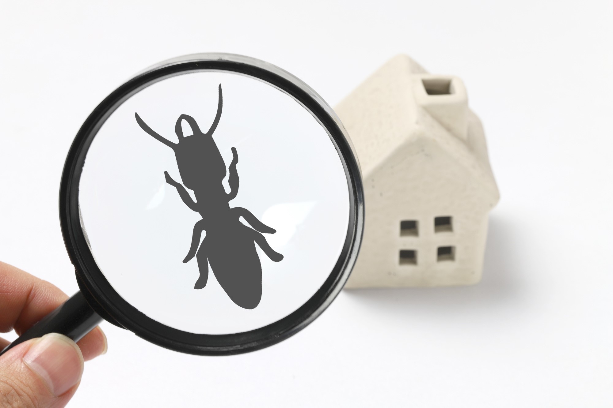 What Are the Different Types of Household Pests That Exist Today?