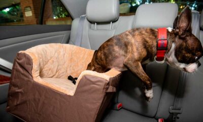 Complete Guide About Dog Booster Seats