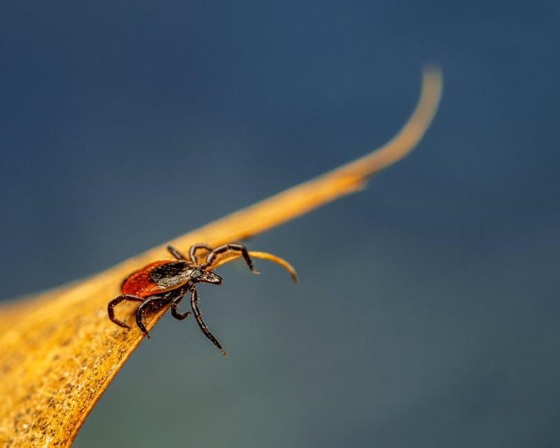 Tick Control for Yards Is Essential. Here’s Why!