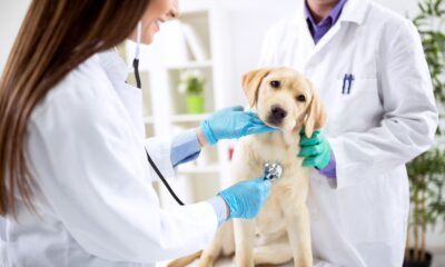 Veterinarian Jobs: What Are Your Options?