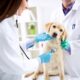 Veterinarian Jobs: What Are Your Options?