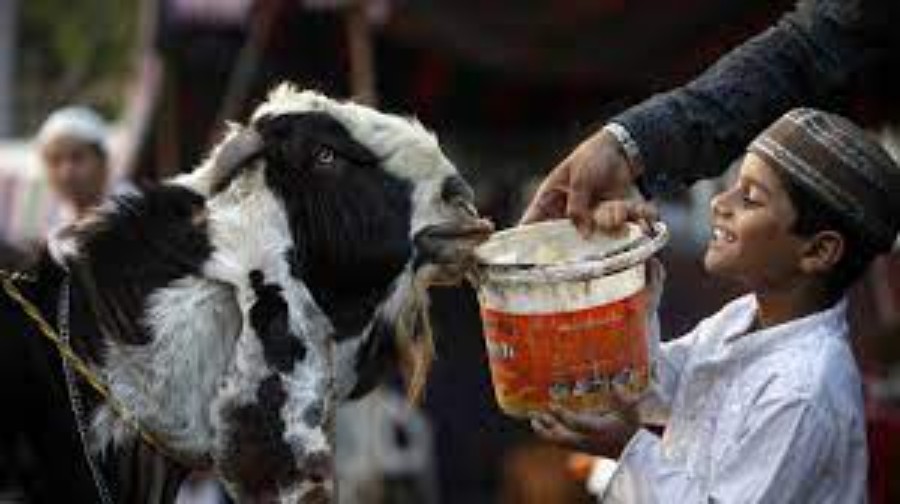 The importance of animal welfare during Qurban Festival