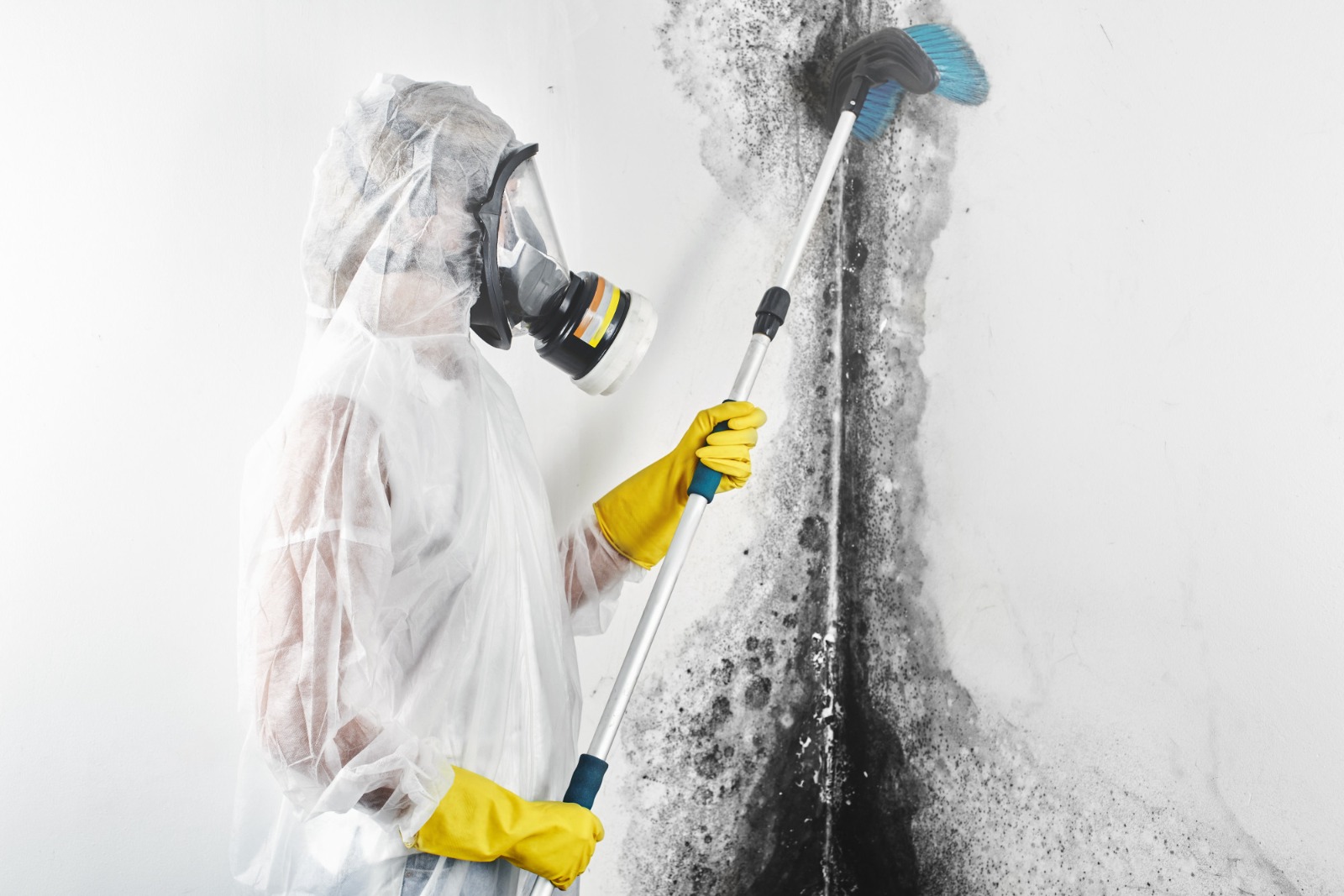 A Guide to the Mold Remediation Process