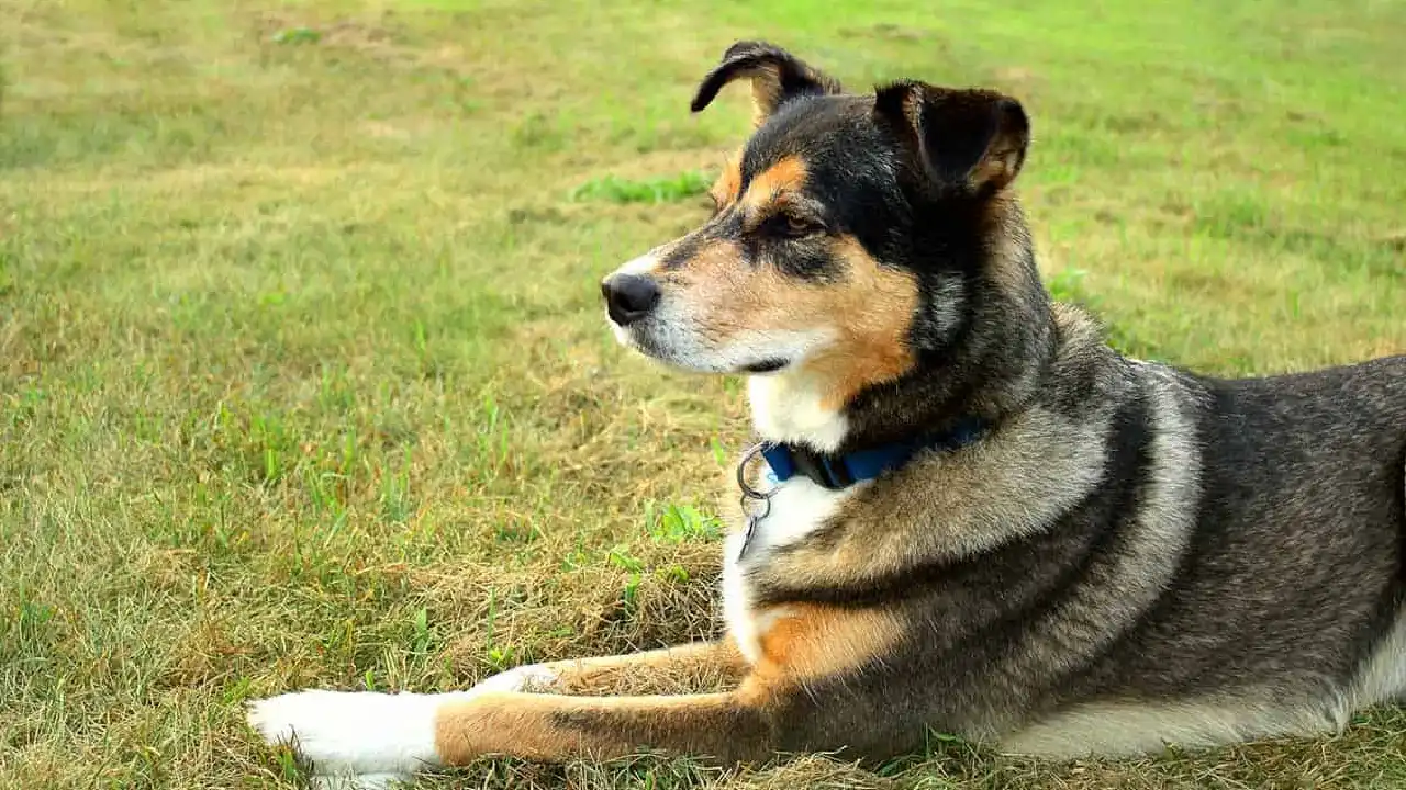 German Shepherd Husky Mix: A Complete Dog Guide