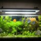 What Are the Main Steps to Setting Up a Fish Tank?