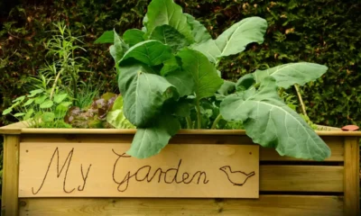 How to Garden in a Planter Box