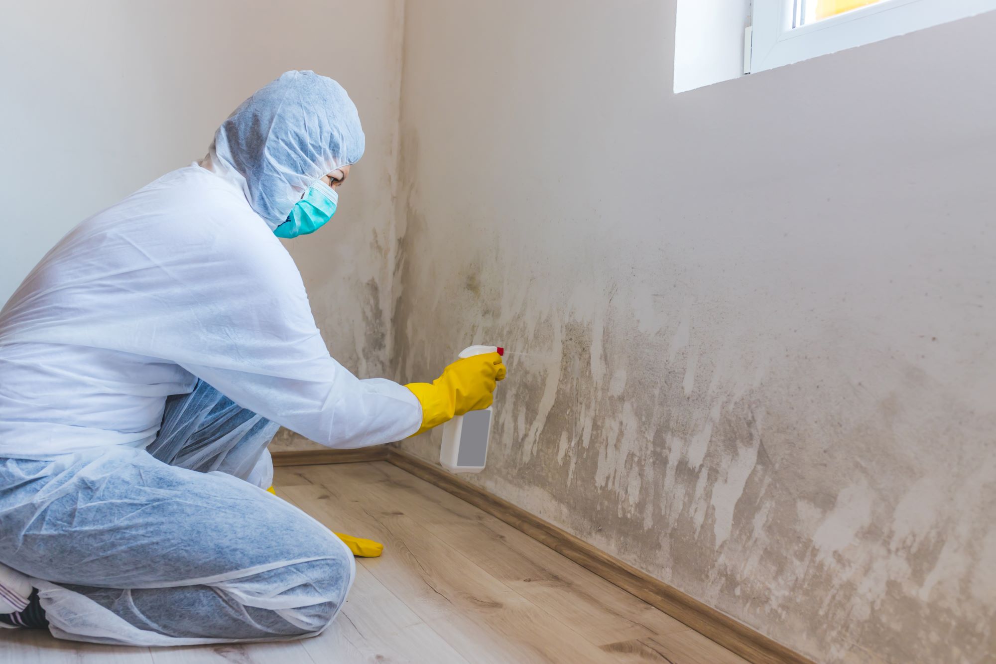 A Homeowner's Guide To Mold Removal