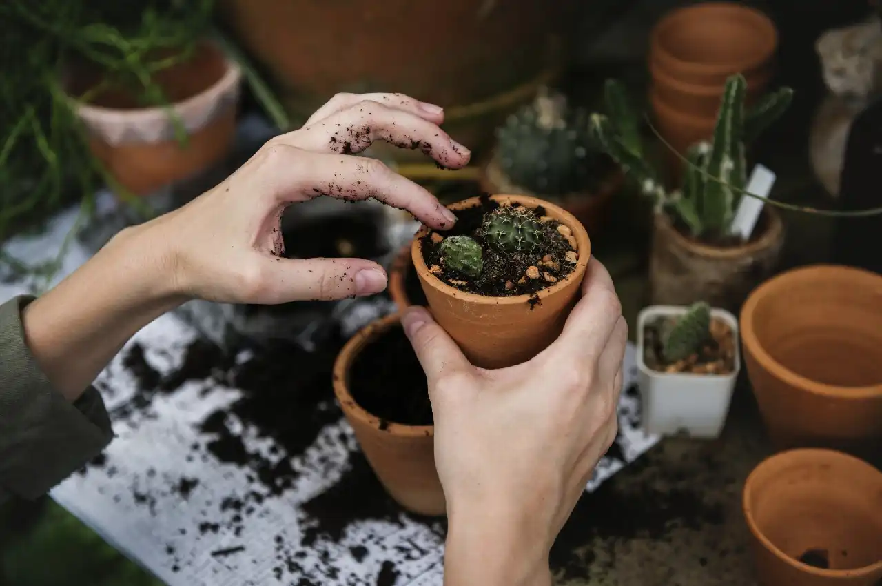 The Hobby Gardener in You: Tips for Cultivating a Vibrant Garden