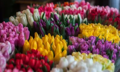 What Are the Best Types of Flowers to Send?