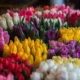 What Are the Best Types of Flowers to Send?