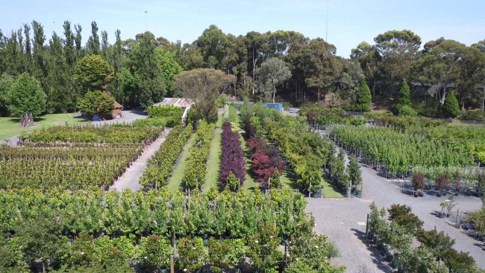 The Benefits of Buying from a Wholesale Nursery in Melbourne