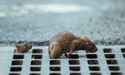 Mice and Rat Control Services: Effective Solutions for Rodent Infestations
