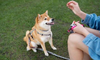 A Comprehensive Guide to Different Types of Dog Collars