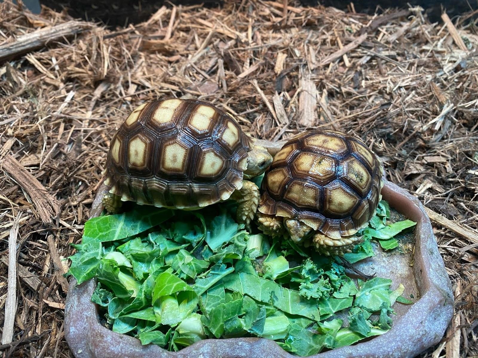 What to Know Before Buying a Sulcata Tortoise