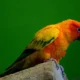 best pet birds that talk