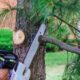 Cutting Edges: A Comprehensive Guide To Modern Tree Removal Services